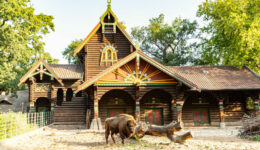 Żubr na wybiegu w Zoo Berlińskim